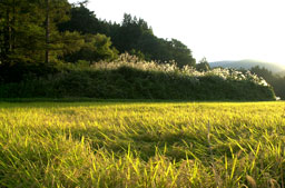 田良尾の茅野と稲穂